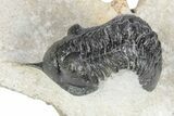 Bargain, Morocconites Trilobite Fossil - Ofaten, Morocco #340933-3